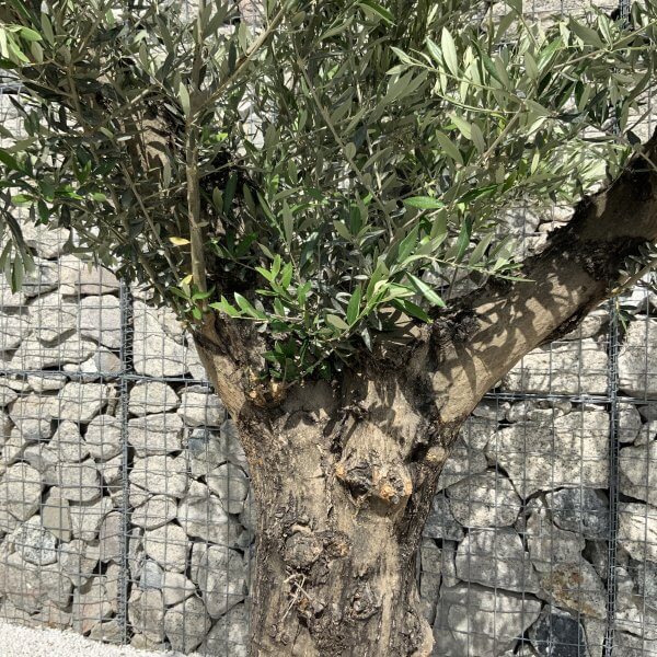 Gnarled Olive Tree Multi Stem H543 - 54FF350C 752C 46EE 989F FA4495FAFC6D scaled