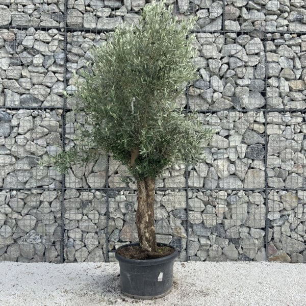 Semi Gnarled Olive Tree H853 - 5609F84C 1F18 4E50 B337 34A1D9EE3D1F 1 105 c
