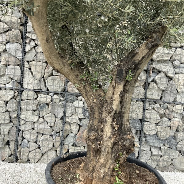 Gnarled Olive Tree XL Multi Stem Low Bowl H565 - 5627AEB4 A4F2 4165 B750 CD620878A81D 1 105 c