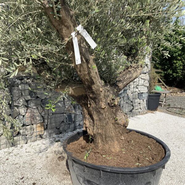 Gnarled Olive Tree XL Multi Stem Low Bowl H697 - 578B0826 CFB2 43C2 BBC7 71131B66AEAD 1 105 c