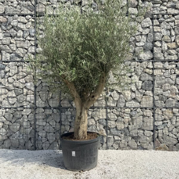 Tuscan Olive Tree XXL Fluted/Chunky Multi Stem H653 - 592C3571 ED0B 45AB 88FE 781EDAB4228E 1 105 c