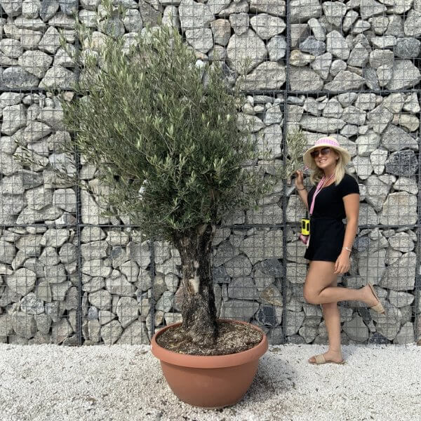 Olive Tree Gnarled XXL Natural Crown (In Patio Pot) H919 - 59350ACD F00D 40C9 BA01 9345B213DE62 1 105 c