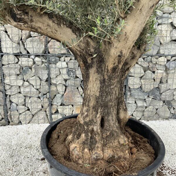 Gnarled Olive Tree XL Multi Stem Low Bowl H573 - 59BD68ED 906C 4817 B710 70D520FB901F 1 105 c