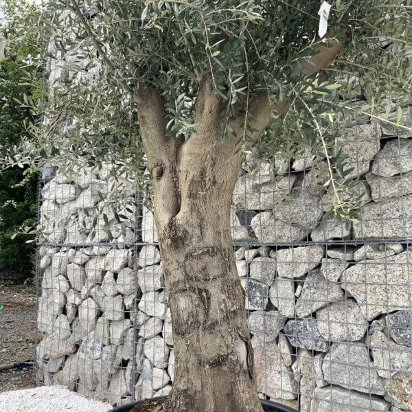 Olive Tree Super Tuscan Chunky Trunk (Individual) H638 - 5AFFD86F BA5B 462A 97A1 0A71A9AA76DD 1 105 c