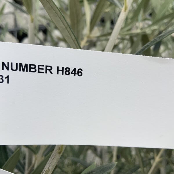 Semi Gnarled Olive Tree H846 - 5C9E8B63 26E6 4F34 85C9 3E55E0F93540 1 105 c