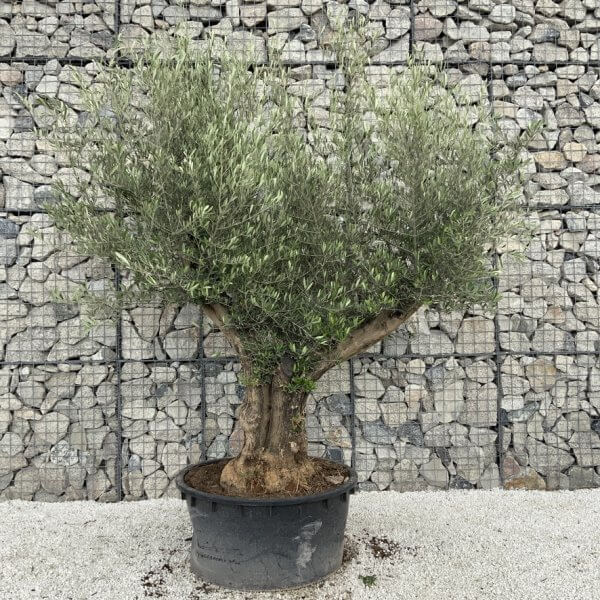 Gnarled Olive Tree XL Multi Stem Low Bowl H576 - 5D691EE6 EEFD 4C16 B907 BEB336263359 1 105 c