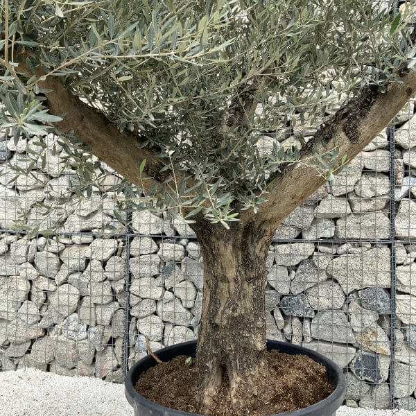 Gnarled Olive Tree Multi Stem H549 - 5D90C2B7 4C63 45B8 99E7 CCC1BEC183EF scaled