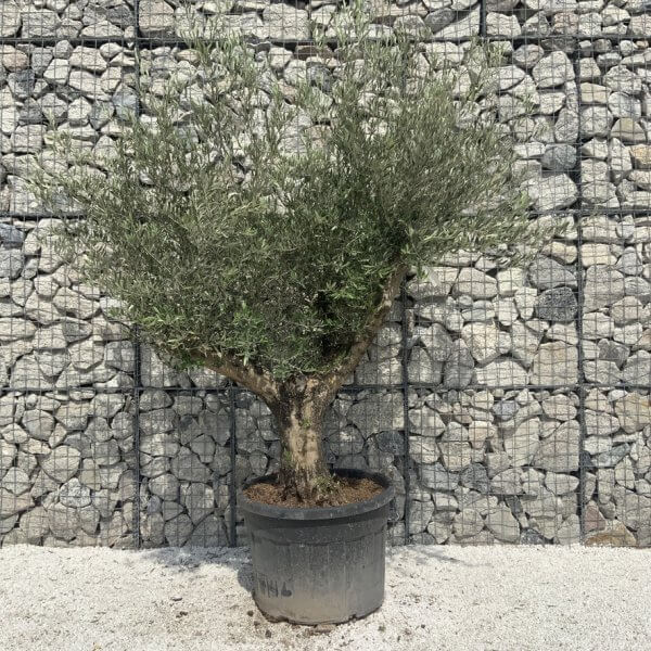 Gnarled Olive Tree Multi Stem H671 - 5E1898D6 1DA8 4368 82F0 A80EAF4231CA 1 105 c