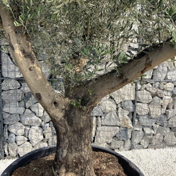 Gnarled Olive Tree XL Multi Stem Low Bowl H615 - 6000B3D0 9ACD 44A5 845C D94A1065B6AF 1 105 c