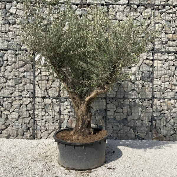 Gnarled Olive Tree XL Multi Stem Low Bowl H700 - 6223A281 02A6 42D5 9690 DC969E9DFBE3 1 105 c