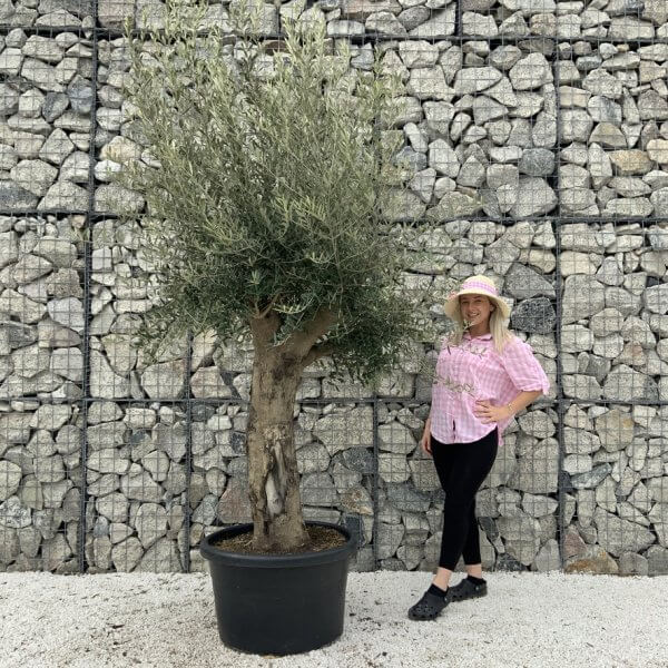 Olive Tree Super Tuscan Chunky Trunk (Individual) H632 - 623F09A7 EDD4 4577 89B0 12E879A8A141 1 105 c