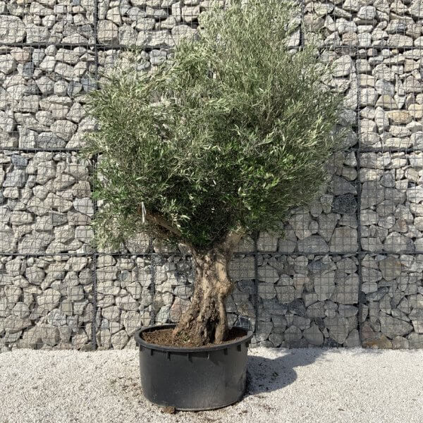 Gnarled Olive Tree XL Multi Stem Low Bowl H726 - 633A6C28 CBB1 4F08 B6E0 1AE1780F01ED 1 105 c
