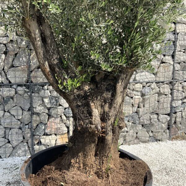 Gnarled Olive Tree XL Multi Stem Low Bowl H629 - 65381866 8458 4269 BA3E 7BAA95A6769B scaled