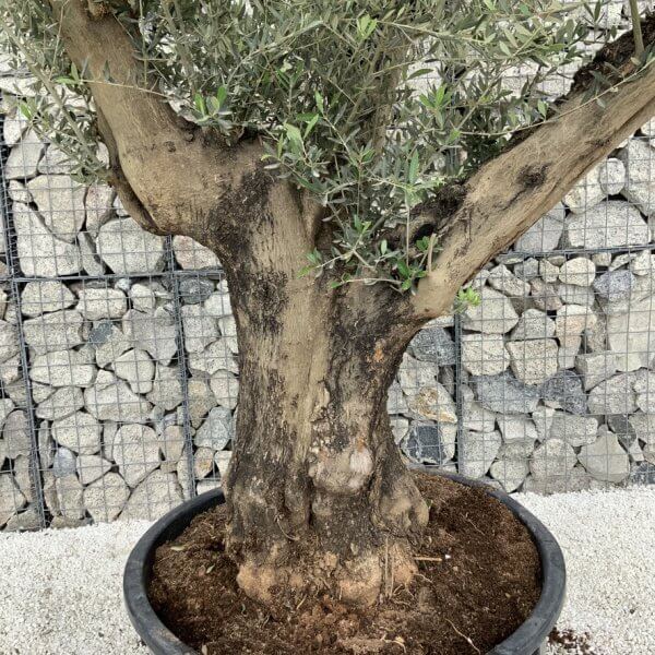 Gnarled Olive Tree XL Multi Stem Low Bowl H570 - 657CACC0 2FCD 4E10 8EDD C709DC00B28E 1 105 c