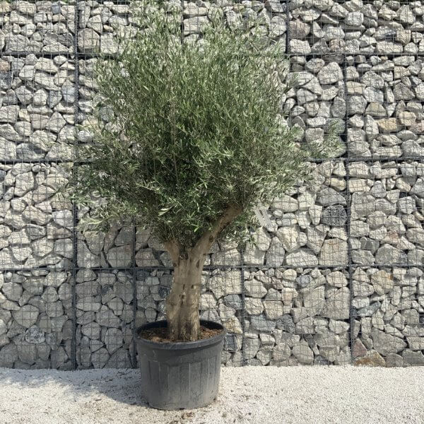Tuscan Olive Tree XXL Fluted/Chunky Multi Stem H657 - 66380B91 E2A0 4255 83A3 6CB9122758A0 1 105 c