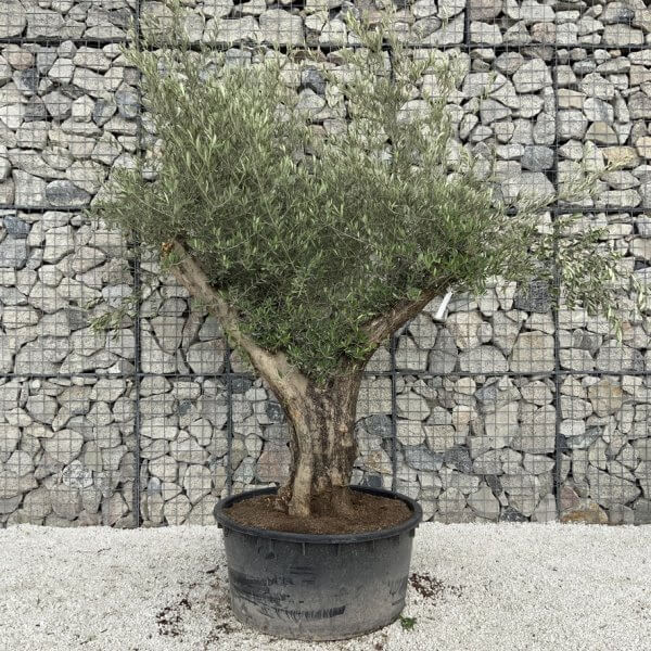 Gnarled Olive Tree XL Multi Stem Low Bowl H577 - 67444AB3 4C3E 443C 824F 355147EAC640 1 105 c
