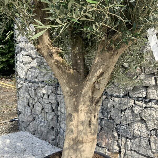 Tuscan Olive Tree XXL Fluted/Chunky Multi Stem H643 - 675BDF88 F5C9 4912 96AB 7278DD5B5467 1 105 c