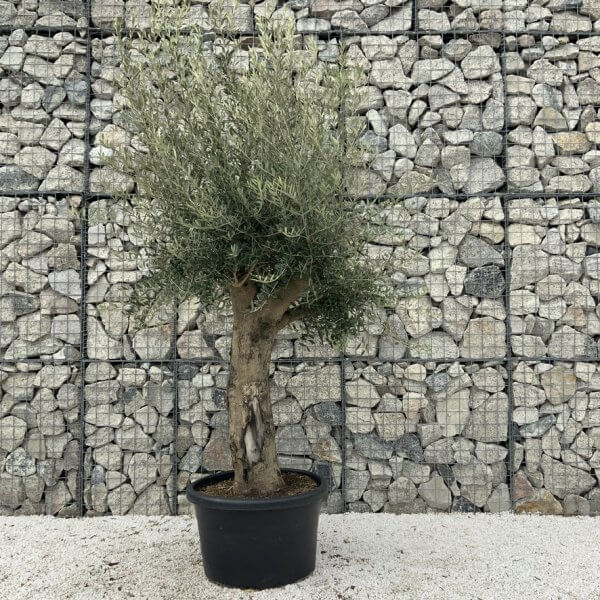 Olive Tree Super Tuscan Chunky Trunk (Individual) H632 - 683DA87A 2E07 4A67 9188 FEA2BEF454D7 1 105 c