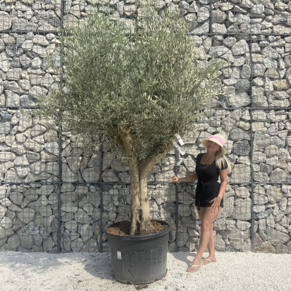 Tuscan Olive Tree XXL Fluted/Chunky Multi Stem H667 - 6861F2CA 02A2 423A A8D3 B07727D15D4B 1 105 c