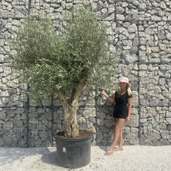 Tuscan Olive Tree XXL Fluted/Chunky Multi Stem H661 - 699930B9 47D1 414C B17A D4D75C796F1D 1 105 c