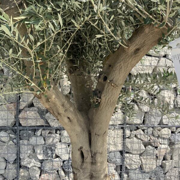 Tuscan Olive Tree XXL Fluted/Chunky Multi Stem H647 - 6BDF2A0D 7013 4FCB 8A13 A35E4AE75BA2 1 105 c