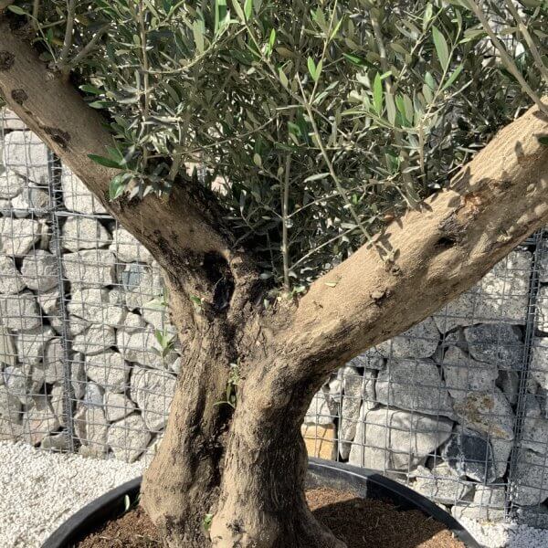 Gnarled Olive Tree XL Multi Stem Low Bow H716 - 6C11FD5B FF56 4DF5 83D4 AB228A1933B1 1 105 c