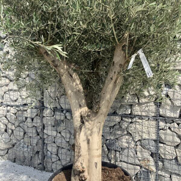 Tuscan Olive Tree XXL Fluted/Chunky Multi Stem H656 - 6C5C7CC9 F95E 4335 B515 EE3A78A1B4CF 1 105 c