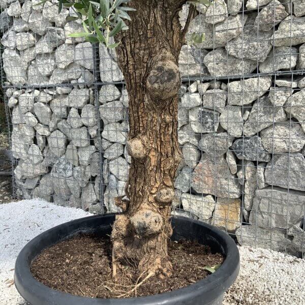 Semi Gnarled Olive Tree H855 - 6CB8B4F0 26B1 41CE 8820 58ED01EC938A 1 105 c