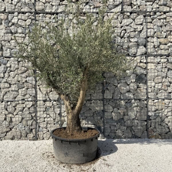 Gnarled Olive Tree XL Multi Stem Low Bowl H720 - 6DD7B87A 0035 4AEF B89E A081AB6BB6BE 1 105 c
