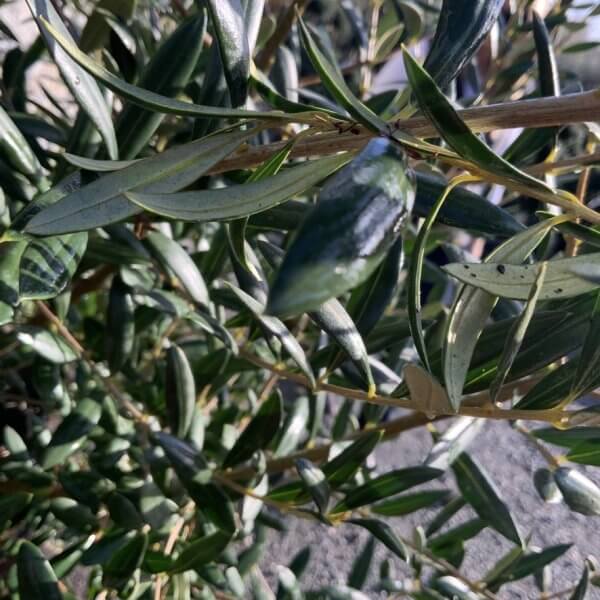 Semi Gnarled Olive Tree H863 - 6FA62DDA 67AE 4428 A38D 4E5BDD9F9569 1 105 c 1