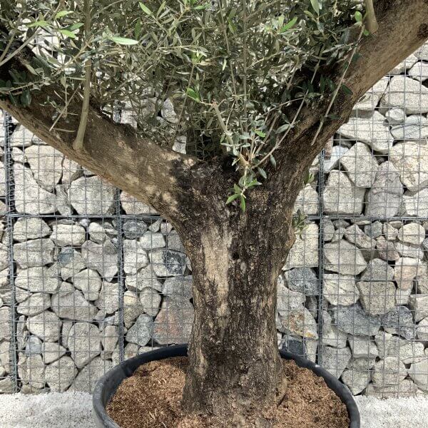 Gnarled Olive Tree Multi Stem H546 - 6FFA3821 68CD 46D6 B193 4D7B5F841686 scaled