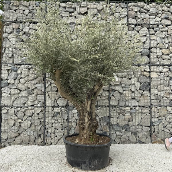 Gnarled Olive Tree XL Multi Stem Low Bowl H565 - 71C1ED6F DAF8 41C0 9534 61644A41AFFD 1 105 c