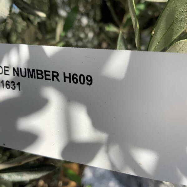 Gnarled Olive Tree Multi Stem H609 - 71C776C3 B31B 4EA3 BCB8 BABF67AB47D3 1 105 c