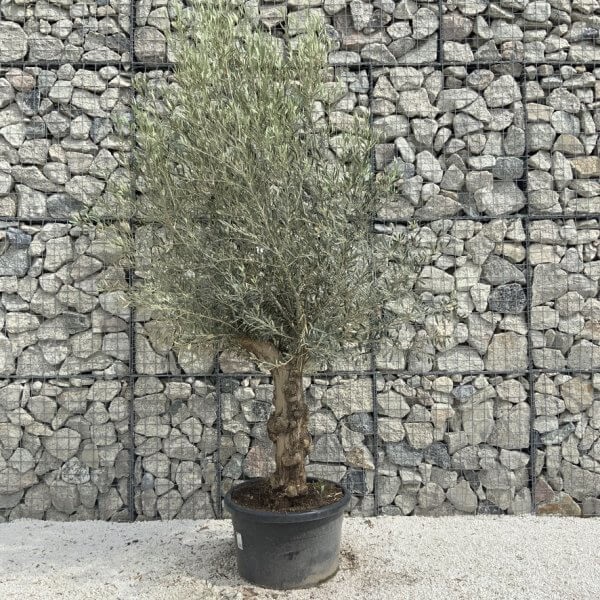 Semi Gnarled Olive Tree H860 - 7244C20F 57BD 41AF B291 0CDA0546EA13 1 105 c