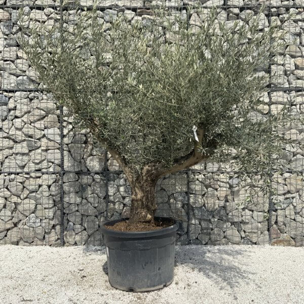 Gnarled Olive Tree Multi Stem H673 - 7251E0AC 3154 4FA9 91DE 4879E0C72C65 1 105 c