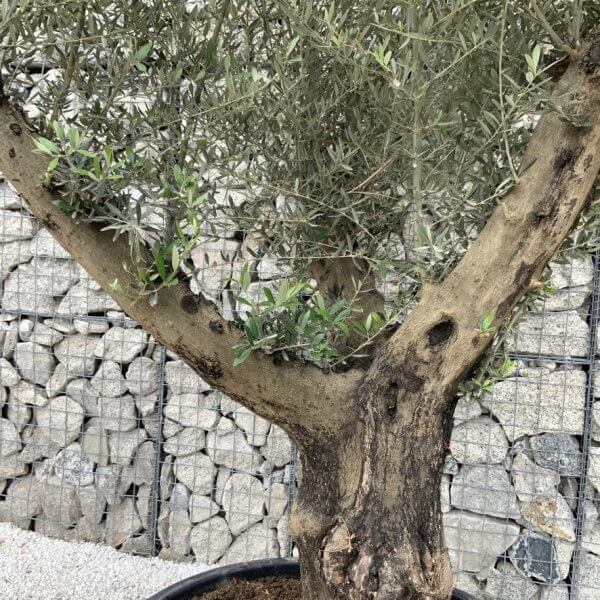 Gnarled Olive Tree XL Multi Stem Low Bowl H561 - 72D9FCB9 D35C 4738 BCD2 21D4C97499E7 1 105 c