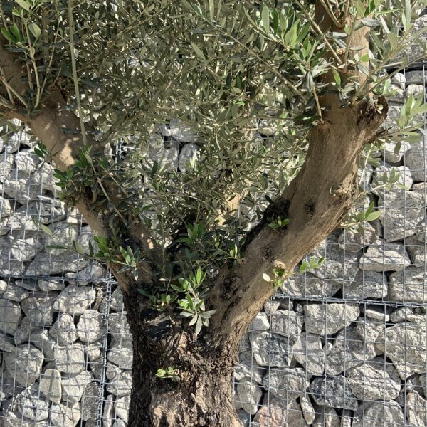 Gnarled Olive Tree Multi Stem H596 - 73495E2A D6C1 43CA 9946 4B1886EEB101 1 105 c