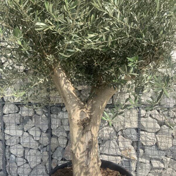 Tuscan Olive Tree XXL Fluted/Chunky Multi Stem H659 - 738637CD 766C 4CB3 B36F 4EE184664483 1 105 c