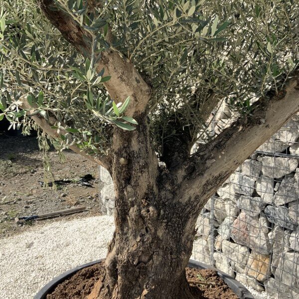 Gnarled Olive Tree XL Multi Stem Low Bowl H731 - 738D1B6B B9EA 45E4 B753 9B0F2BE745C2 1 105 c