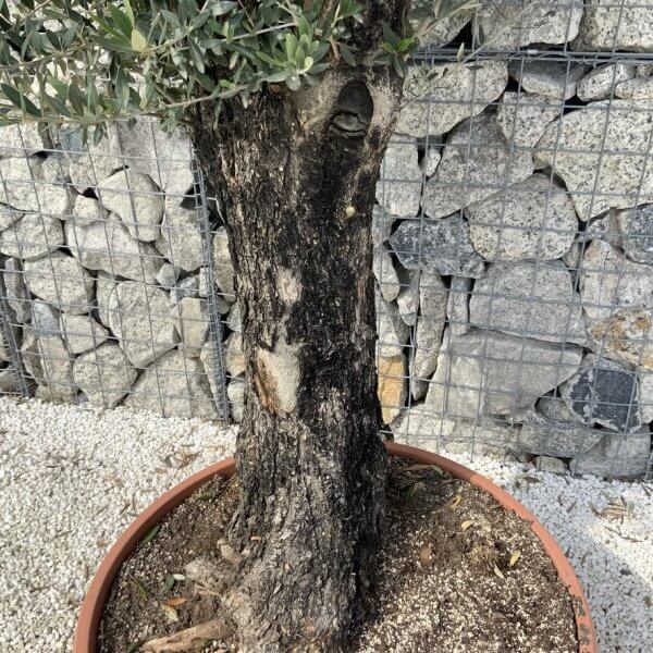 Olive Tree Gnarled XXL Natural Crown (In Patio Pot) H919 - 73B96841 CB81 4E90 B8D7 23F37408249E 1 105 c