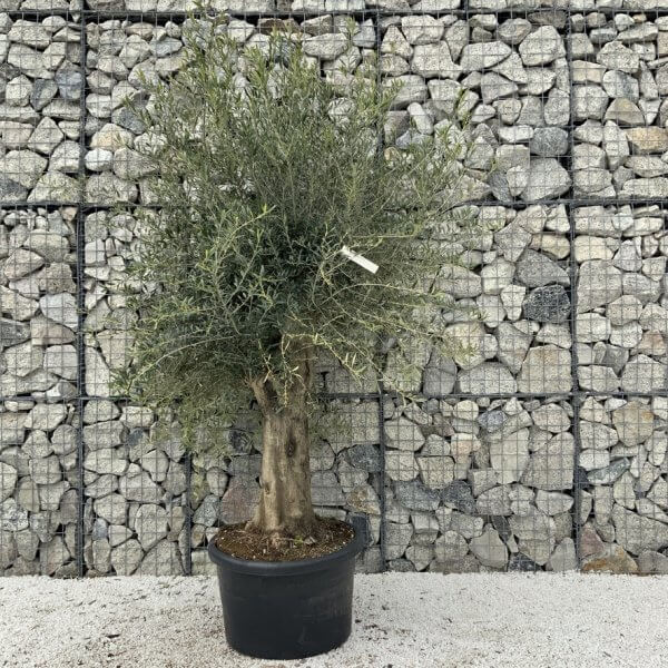 Olive Tree Super Tuscan Chunky Trunk (Individual) H633 - 73D01EC4 877C 49BB 8F6A 880F77141846 1 105 c