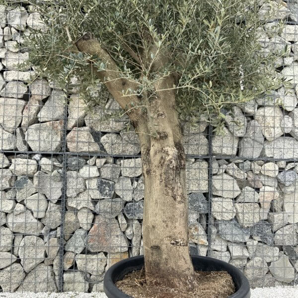 Olive Tree Super Tuscan Chunky Trunk (Individual) H637 - 74617608 D971 437D B510 3D5BDC4A87DD 1 105 c