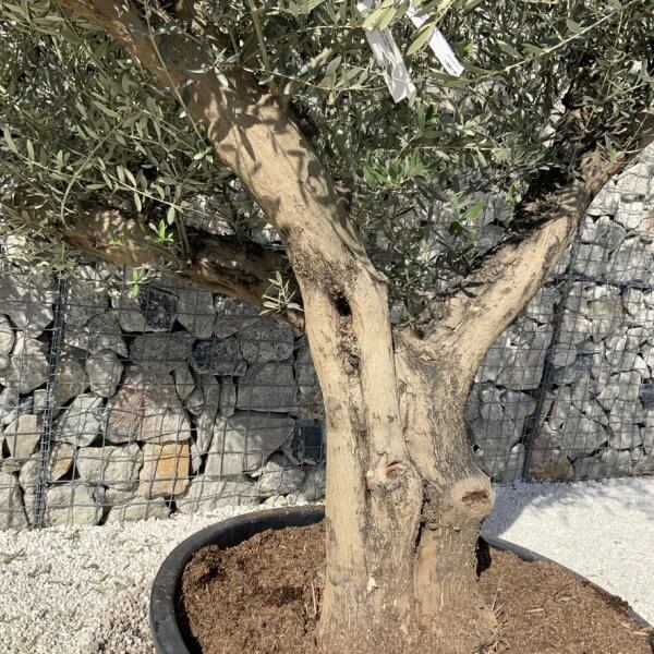 Gnarled Olive Tree XL Multi Stem Low Bowl H727 - 74781AB6 9196 4015 933C D51307ED9047 1 105 c