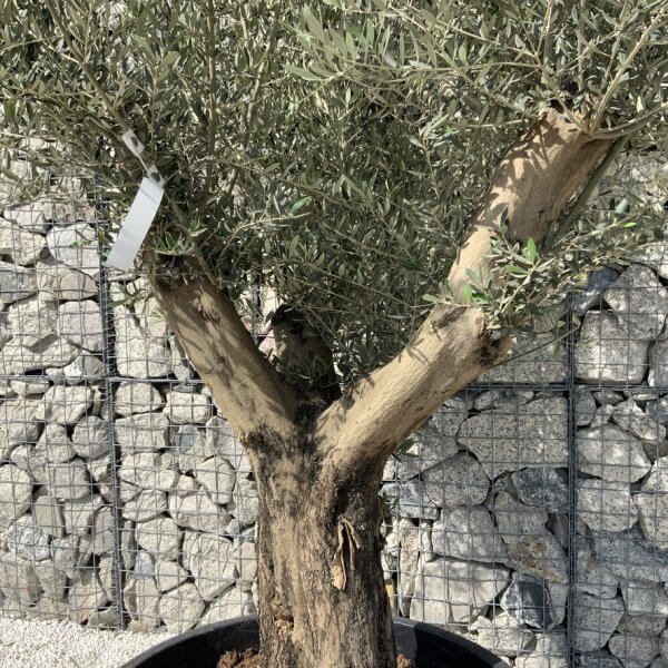 Gnarled Olive Tree XL Multi Stem Low Bowl H704 - 74F937FC 1AFF 4E96 9DAD 34C996508756 1 105 c