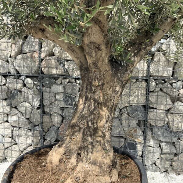Gnarled Olive Tree Multi Stem H544 - 750522DD DDB2 4182 BB14 402252781542 scaled