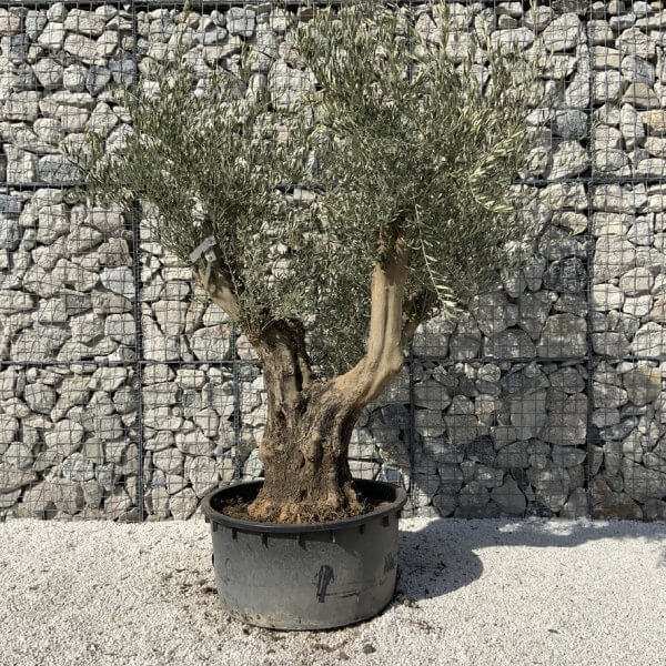 Gnarled Olive Tree XL Multi Stem Low Bowl H719 - 7738BE56 9A5A 4D7C 8F87 F15D8ACD4E26 1 105 c