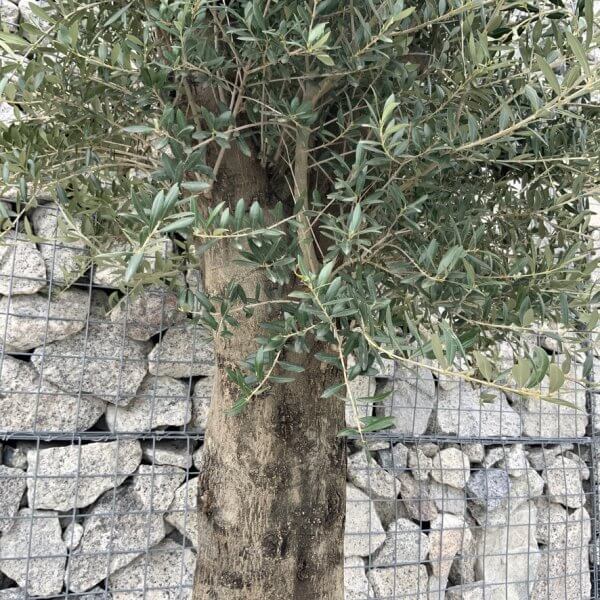 Olive Tree Super Tuscan Chunky Trunk (Individual) H634 - 775C555B 5D4D 4AA2 AD4C 81D5FFB69781 1 105 c