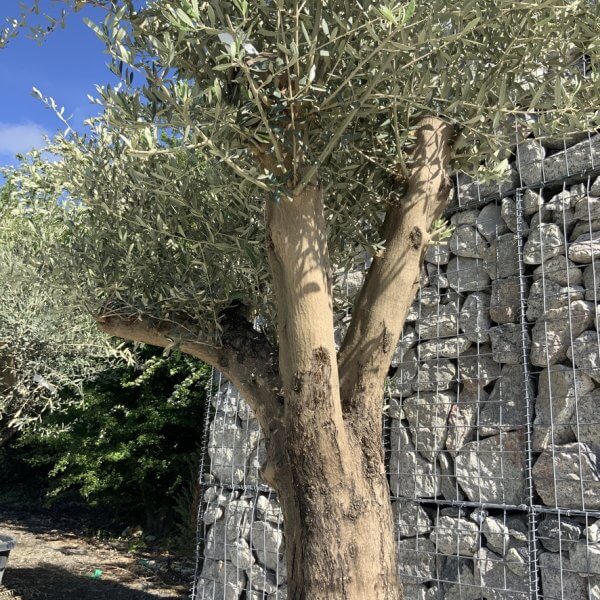 Gnarled Olive Tree Multi Stem H586 - 79CC2D70 73D6 4EAD 9857 AE05B8A3219D 1 105 c
