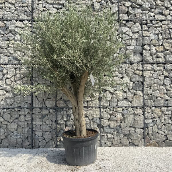 Tuscan Olive Tree XXL Fluted/Chunky Multi Stem H647 - 7A7DC444 A35B 429E 858A 27577A47364A 1 105 c