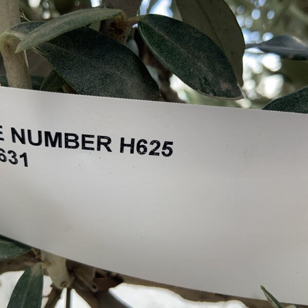 Gnarled Olive Tree XL Multi Stem Low Bowl H625 - 7AA86BDF 0117 4795 AA78 A09382374BD4 scaled